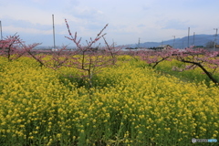 菜の花＆桃の花