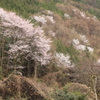 山桜