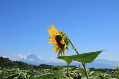 夏の終わり