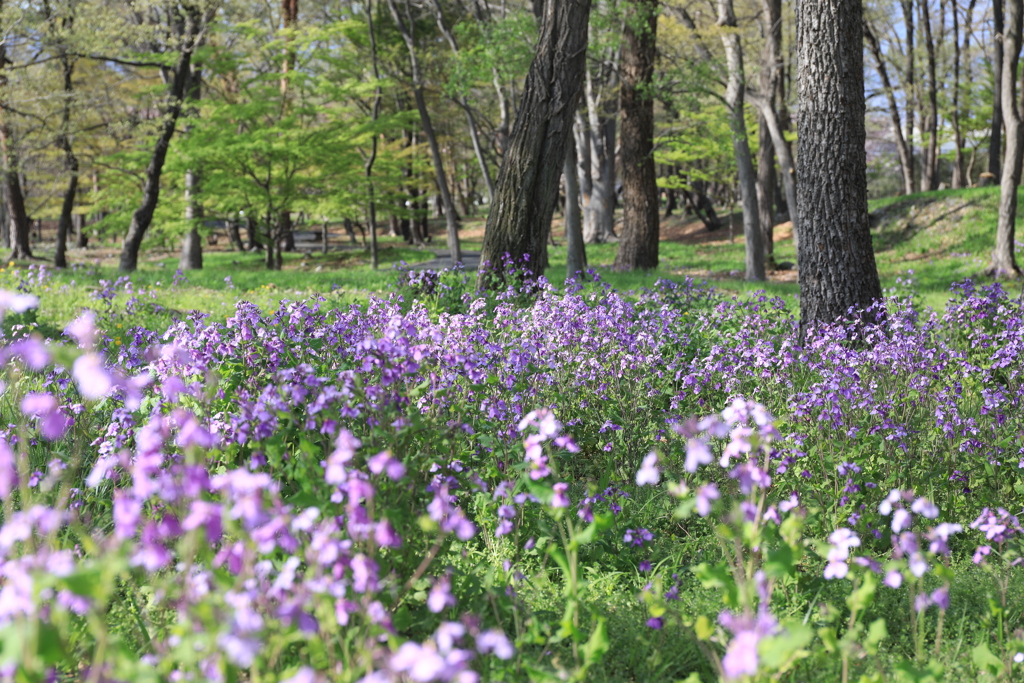 諸葛采〃咲く公園