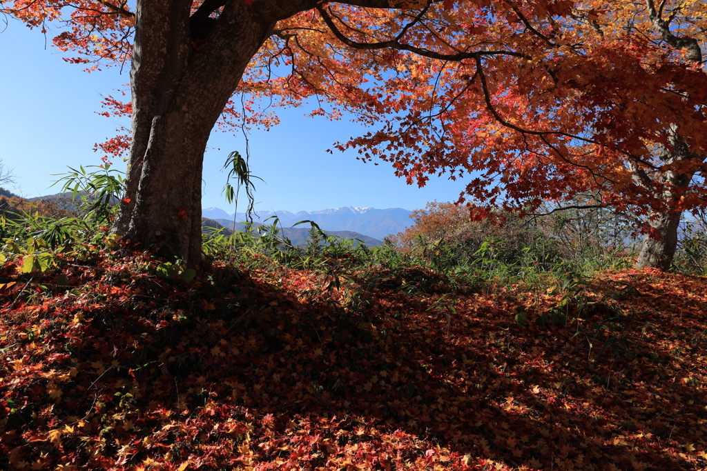 高遠城址より中央アルプス