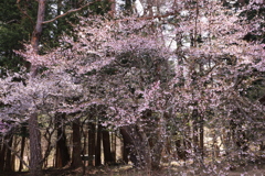 中の茶屋・富士桜