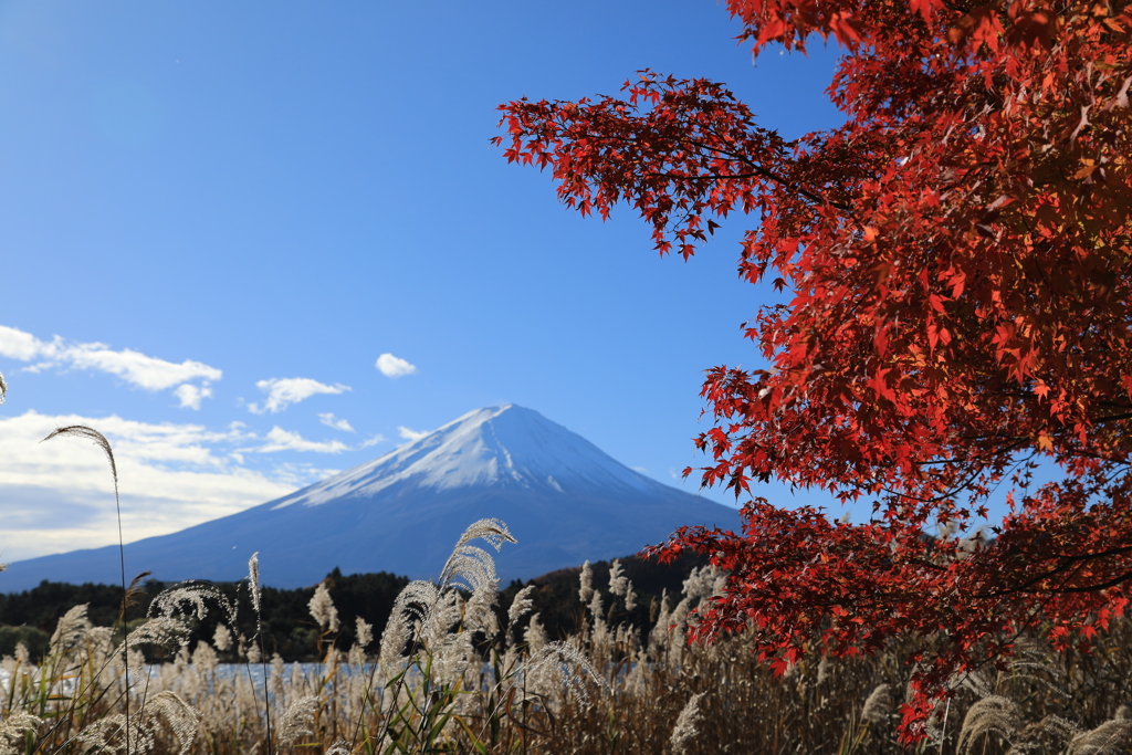 富士と紅葉