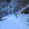 春は雪の中