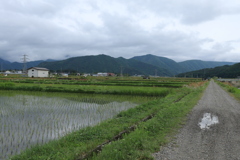水田風景