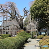 全部蕾・・1