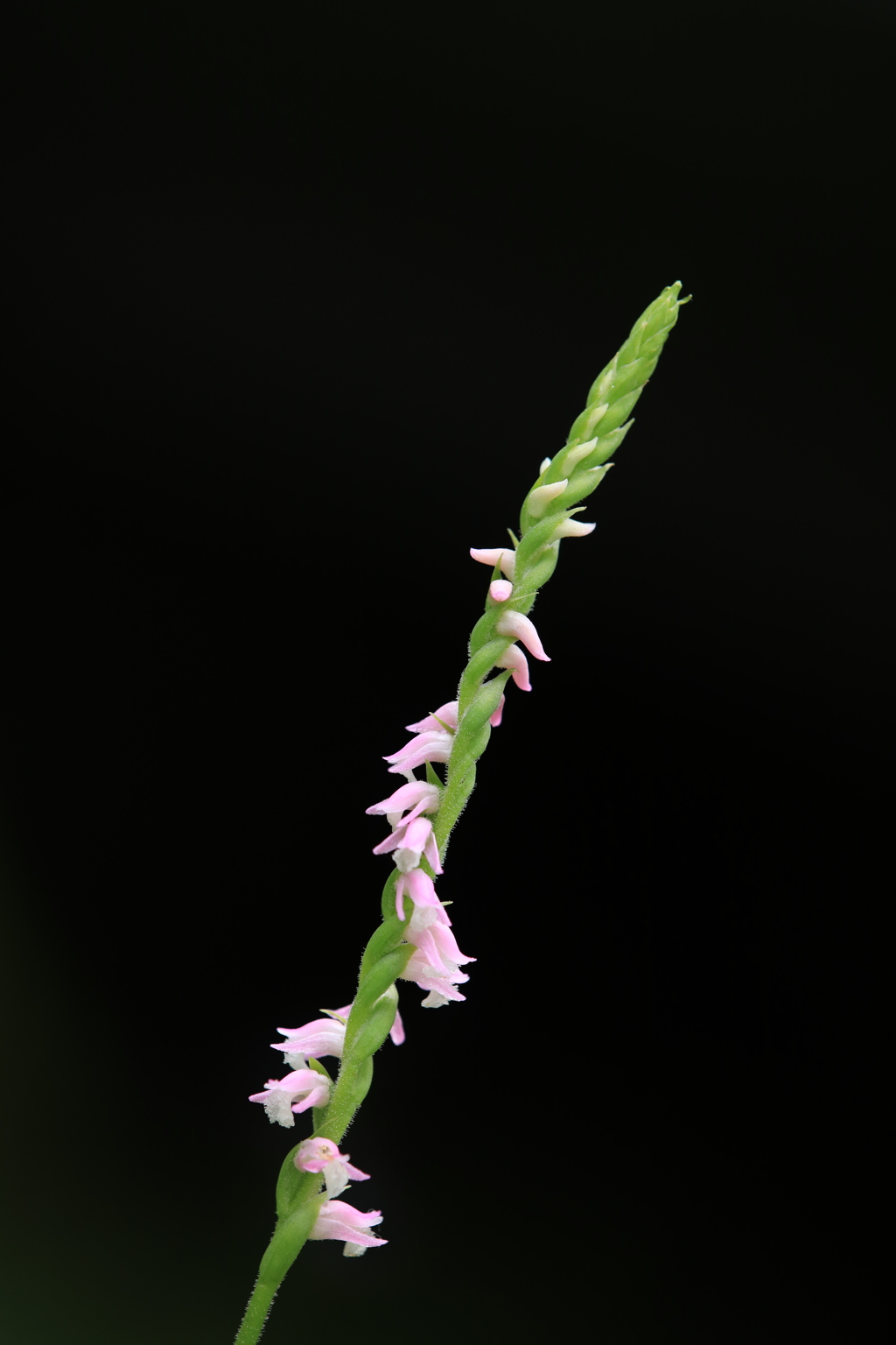 捩花