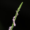 捩花