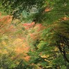 もみじトンネル（トリミング）