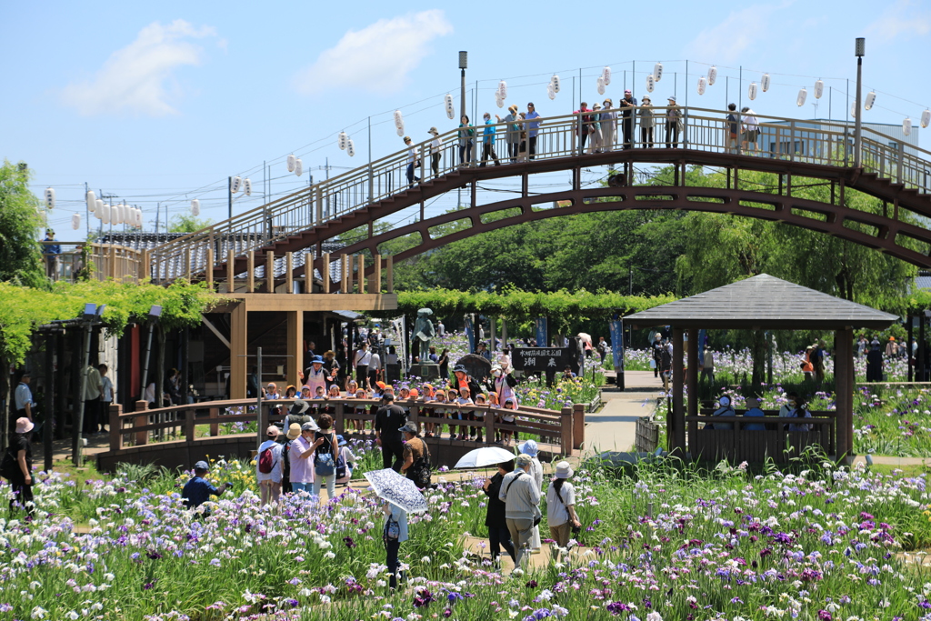 水郷潮来　園児も歓声