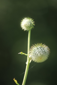 高原に有った植物