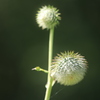 高原に有った植物