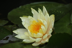 睡蓮