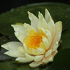 睡蓮