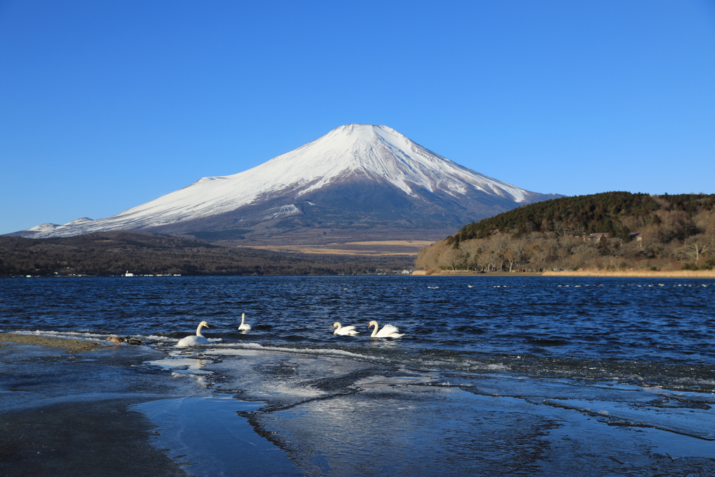 凍てつく寒さの中悠々！