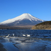 凍てつく寒さの中悠々！