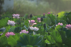 朝靄の中