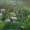 朝靄の中