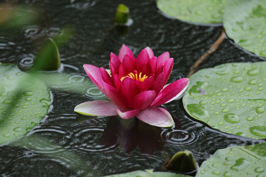 睡蓮・(雨に打たれて〃）