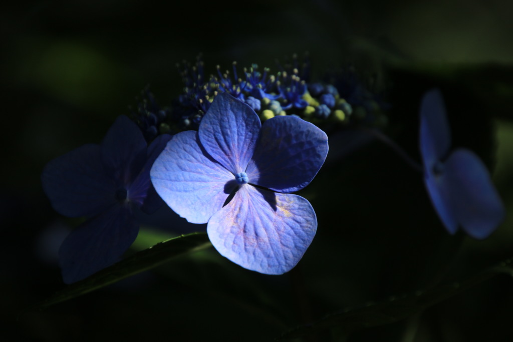 紫陽花