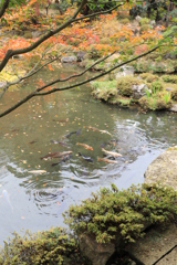 紅葉と池の鯉