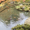 紅葉と池の鯉