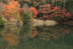 紅葉
