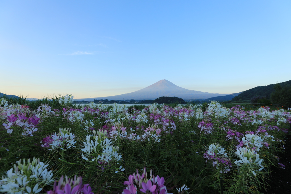 早朝の公園