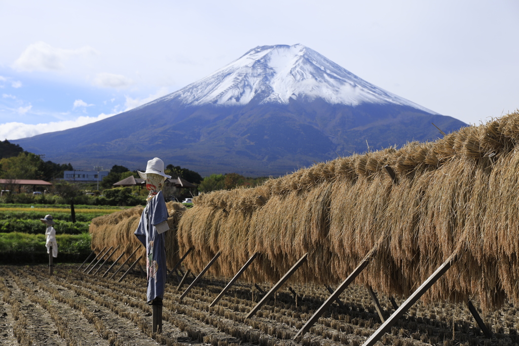 富士山麓の美味しいお米