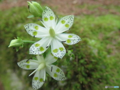 此の花何の花・・・・・？「アケボノソウ」（曙草）