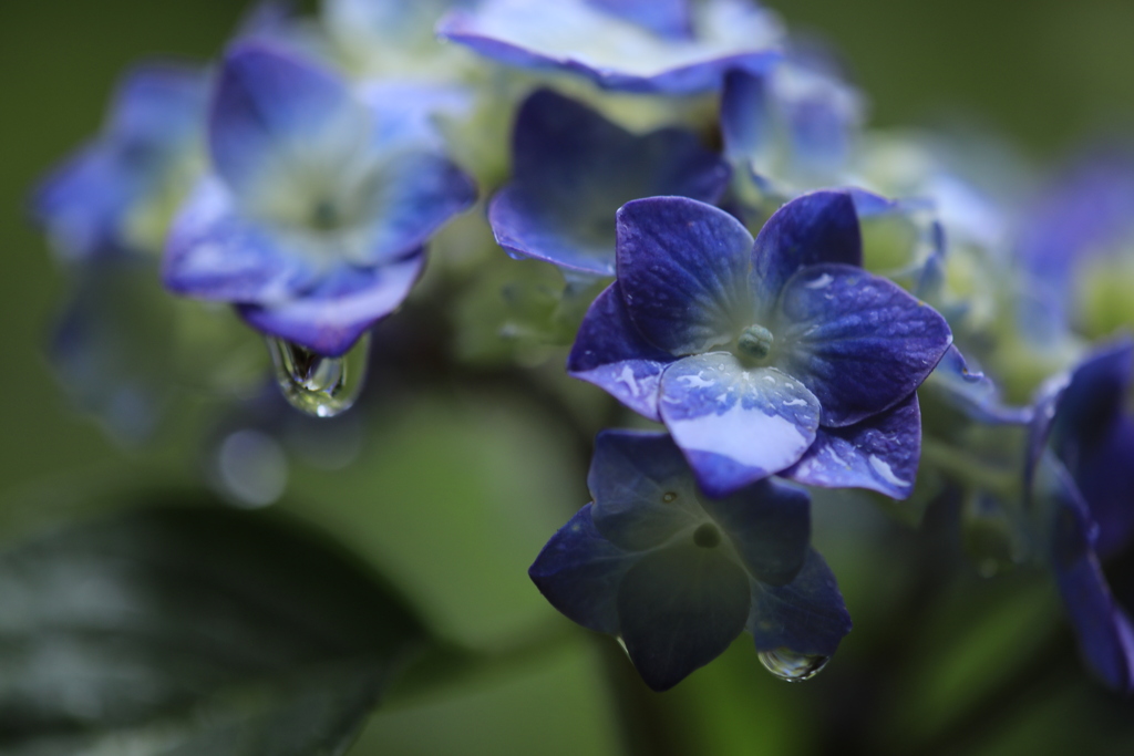 雨に打たれる「紫陽花」