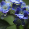 雨に打たれる「紫陽花」
