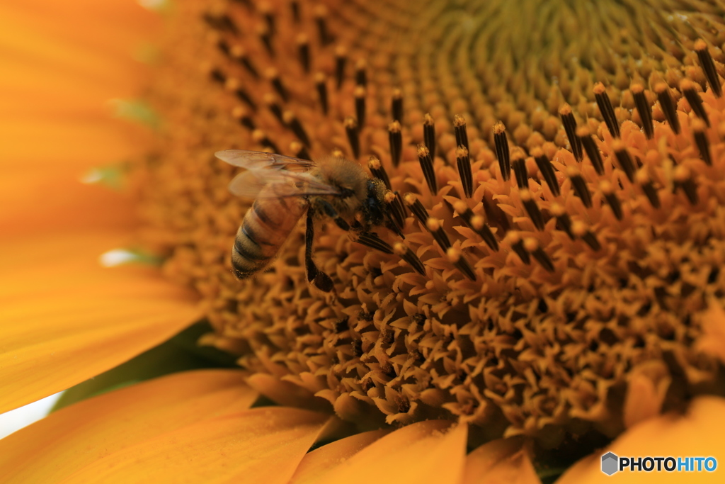 向日葵と蜜蜂・2