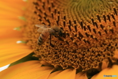 向日葵と蜜蜂・2
