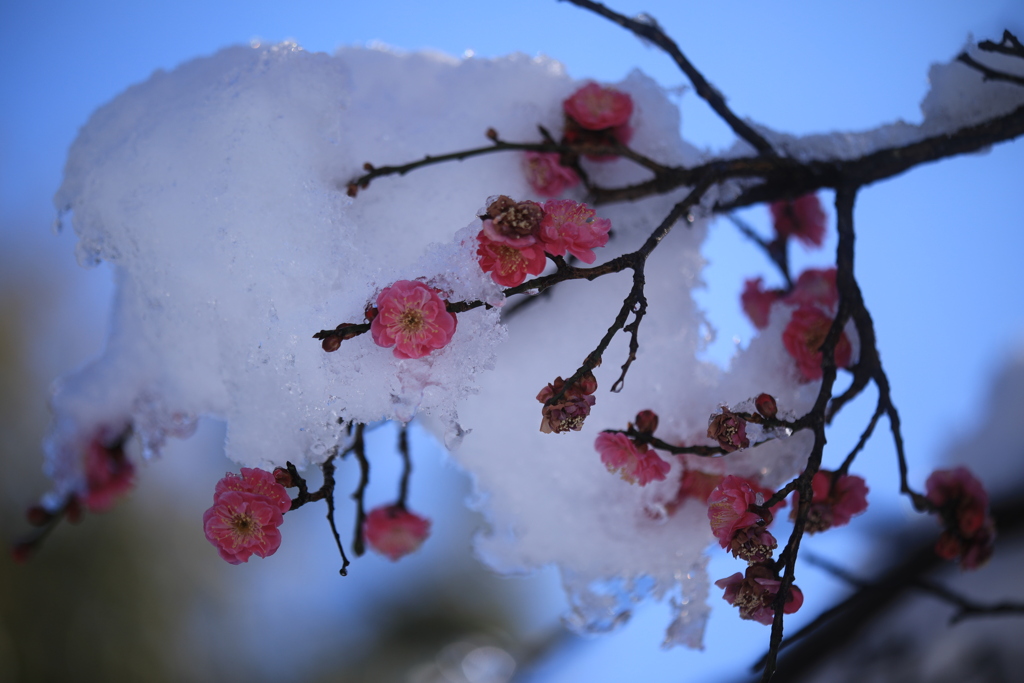 雪を背に耐える（紅梅）