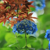 紫陽花＆モミジ