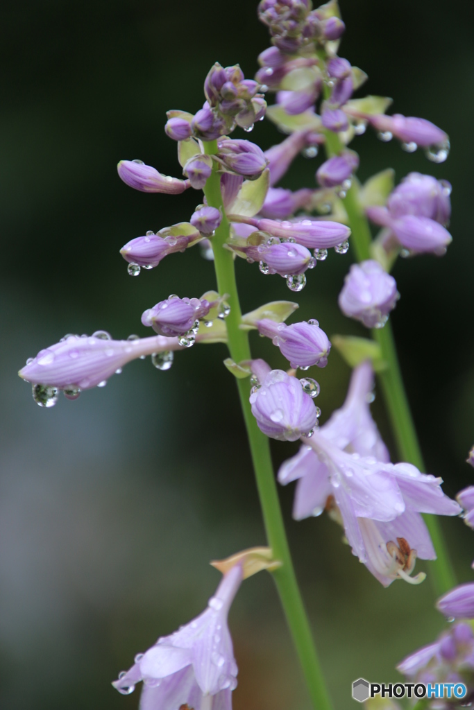 恵みの雨・・・