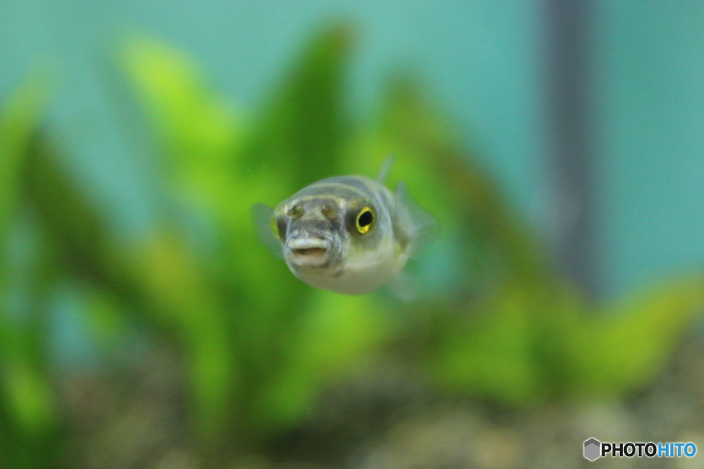 森の中の水族館