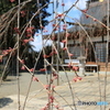 全部蕾・・2