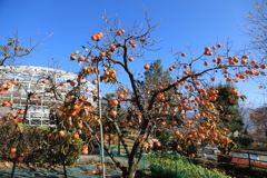 笛吹川フルーツ公園・2