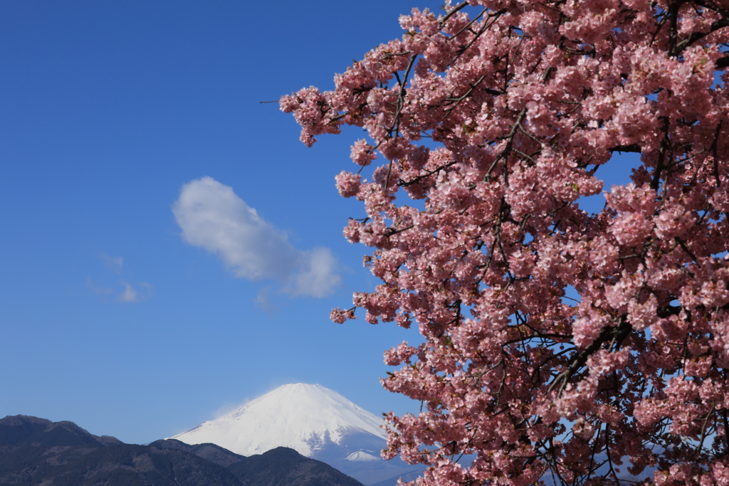 河津桜・1