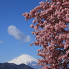 河津桜・1