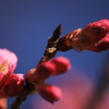 春の庭（寒緋桜）