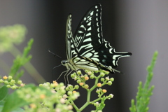 ヤブガラシに揚羽蝶