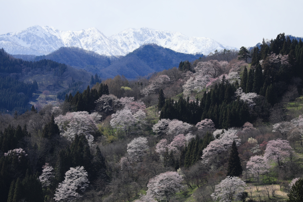 二反田の桜