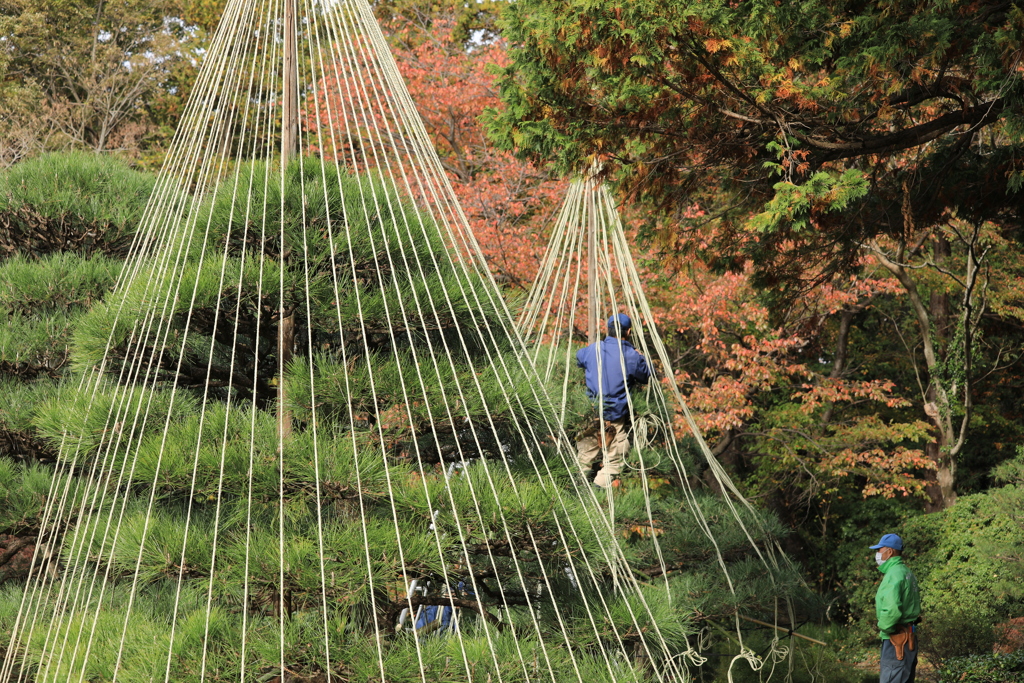 神代植物公園（冬支度）