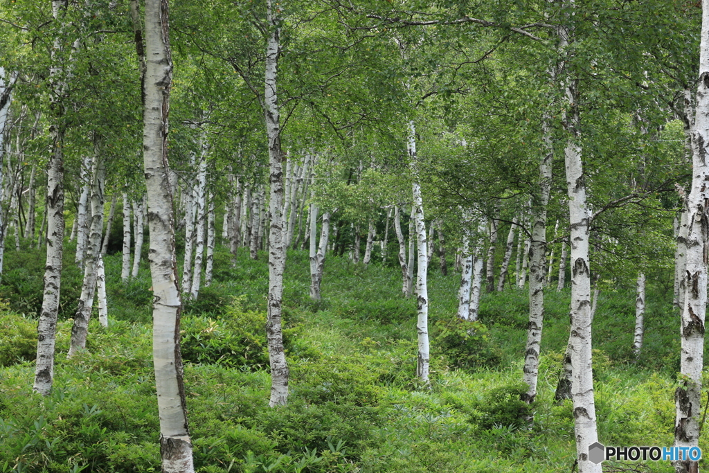 白樺　群生地