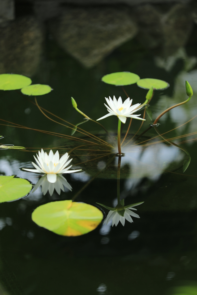 神代植物公園