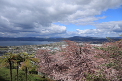 桜満開