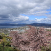 桜満開